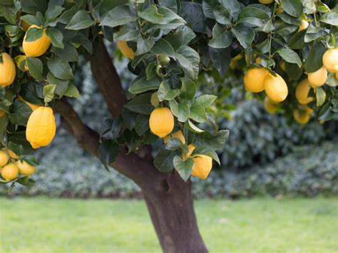  Lemon Tree